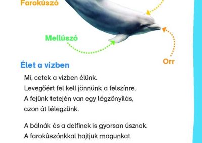 Bálnák-és-delfinek---Matricás-szövegfejtő---Mi-MICSODA-OLVASÓ-belso3