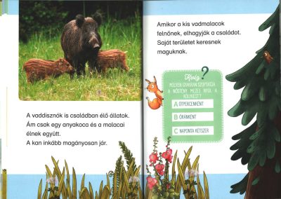 hogyan cseperednek az állatgyerekek az erdőben b3